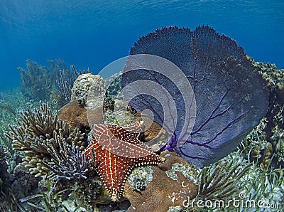 Sea Star and Sea Fan Underwater