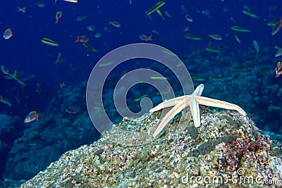 Sea stars in a reef colorful underwater landscape