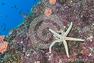 Sea stars in a reef colorful underwater landscape