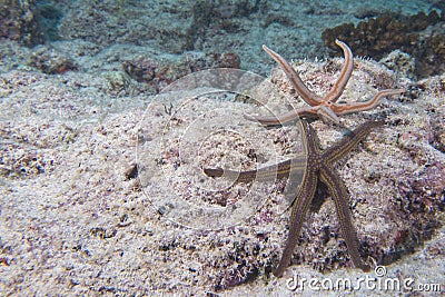 Sea stars in a reef colorful underwater landscape