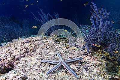 Sea stars in a reef colorful underwater landscape