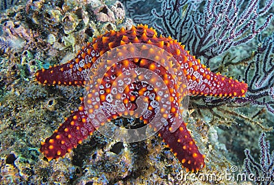 Sea stars in a reef colorful underwater landscape