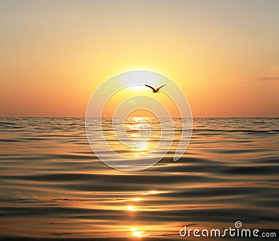 Sea, sunset and seagull