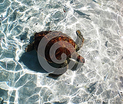 Sea Turtle