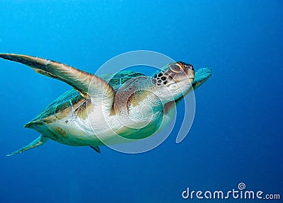 Sea turtle