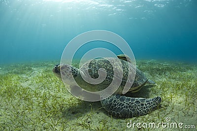 Sea turtle on sand bed