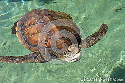 Sea Turtle