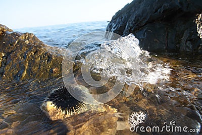 Sea urchin in Aegean Sea