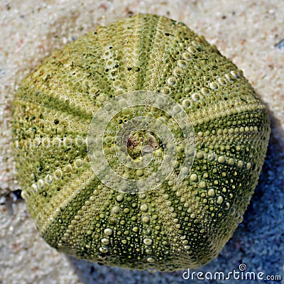 Sea urchin