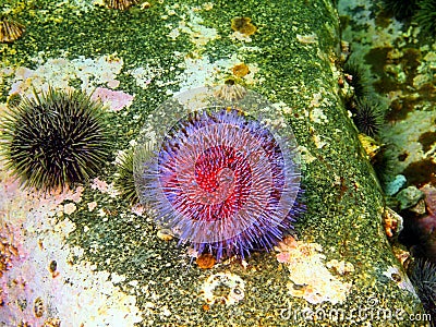 Sea urchin Echinus