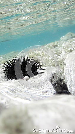 Sea urchins in ocean