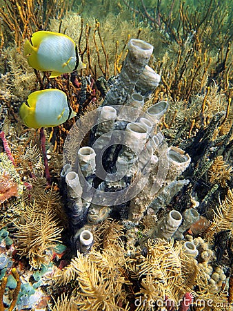 Seabed with tube sponge and butterfly fish