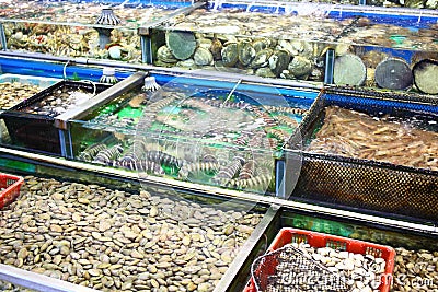 Seafood market fish tank