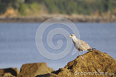 Seagull in the beach rocks in a sunny day