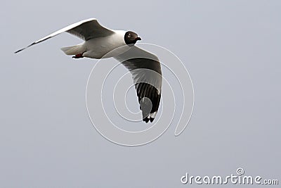 Seagull bird flying in the blue sky