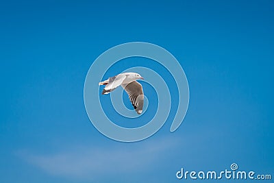 Seagull bird migrates from northern region of Asia to Thailand