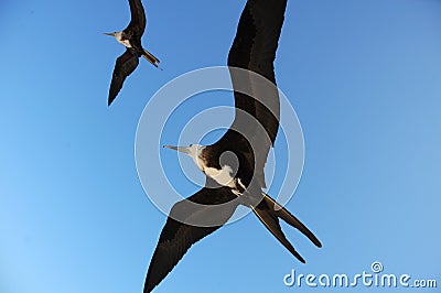 Seagull birds in flight