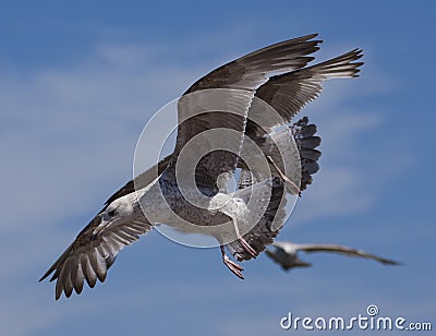 Seagull birds in flight