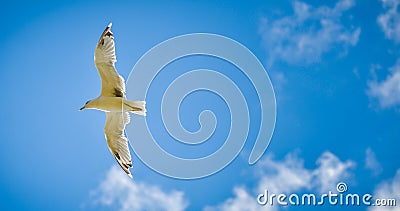 Seagull is flying in the blue sky with clouds