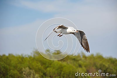 Seagull migrating