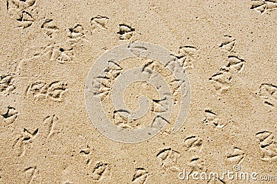 Seagull prints in the sand