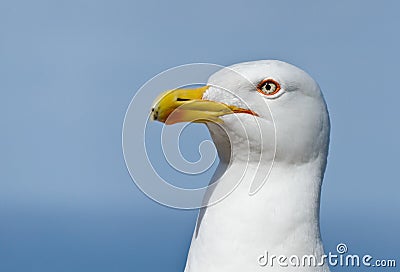 Seagull s eye