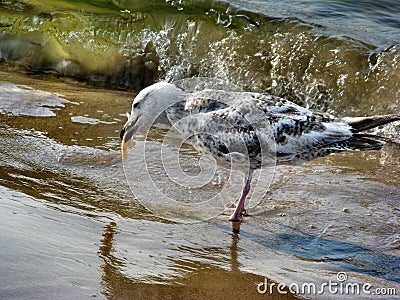 Seagull beside the sea