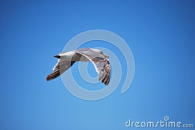 Seagull soaring high in the sky