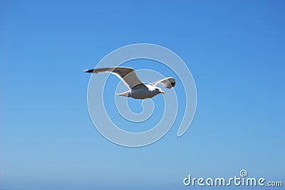 Seagull soaring high in the sky