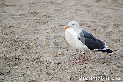A seagull standing alone on a Pacific Ocean beach