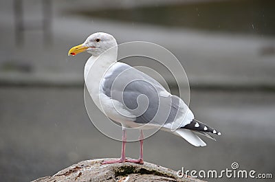 Seagull standing on a rock