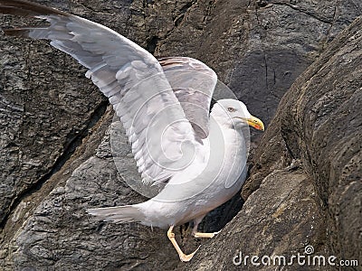 Seagull standing on rocks