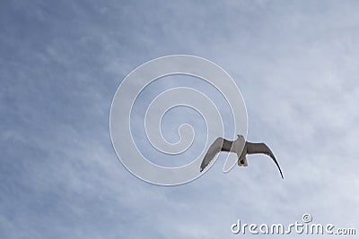 Seagulls in cloudy sky