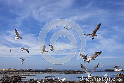 Seagulls flying over water against cloudy blue sky.