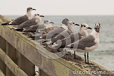 Seagulls on the Pier
