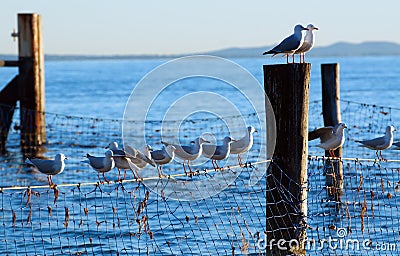 Seagulls on shark nets