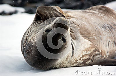 Seal