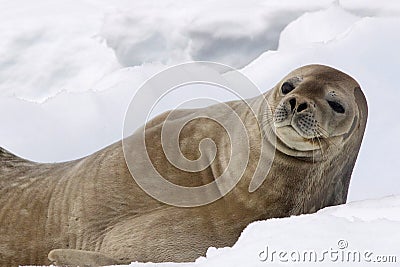 Seal in Antarctica