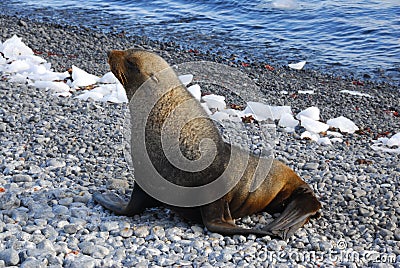 Seal in Antarctica