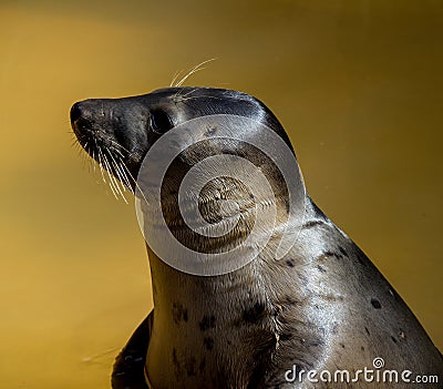 Seal head profile at seal sanctuary