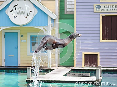 Seal jumping out of the water in a live show