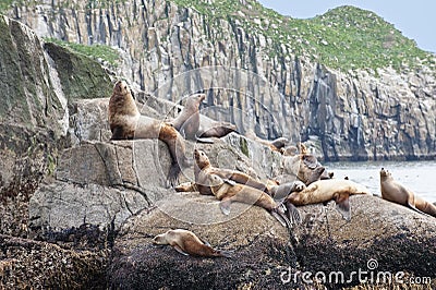 Seal lions