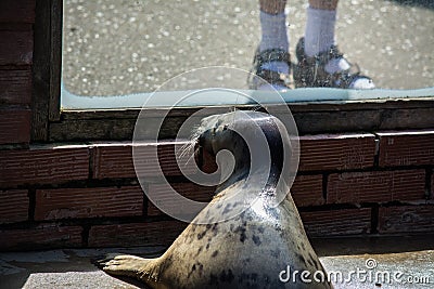 Seal people watching