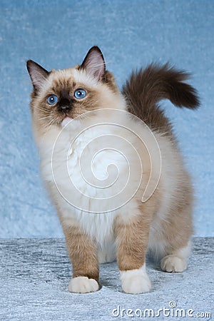 Seal point Ragdoll on blue background