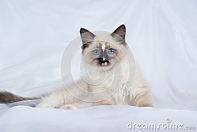 Seal point Ragdoll kitten on white fabric