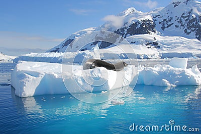 An seal resting on an iceberg