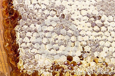 Sealed honeycomb