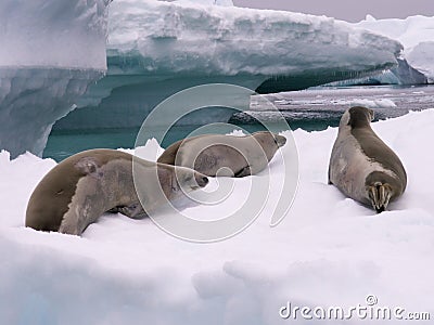 Seals in Antarctica