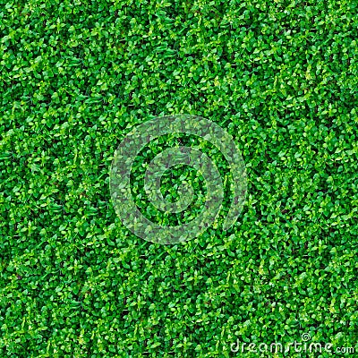 Seamless Texture. Green Meadow Grass.