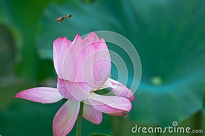 Secret of bee and Lotus
